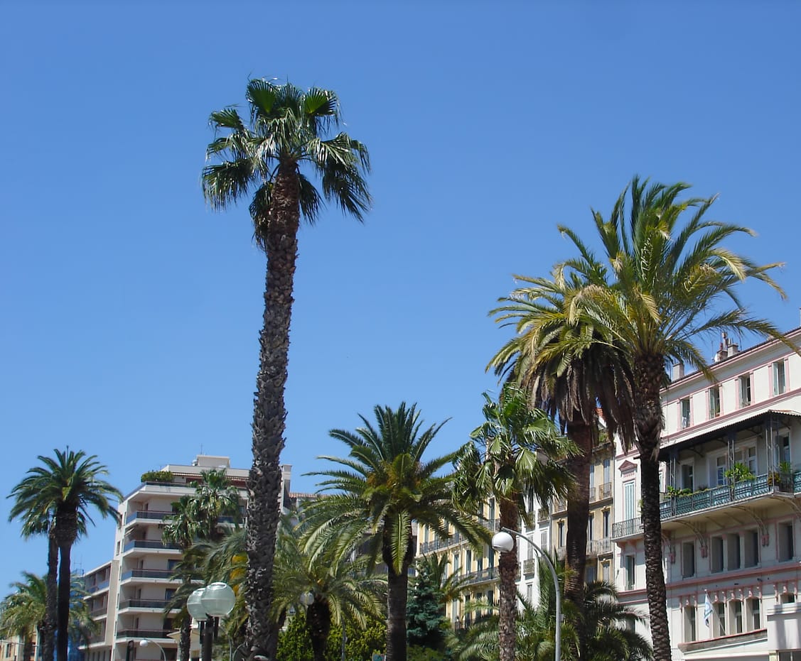 Hyères palm trees - hotel les medes